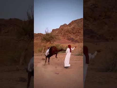 حصان يرفس راعيه خيل خيل عربي اصيل