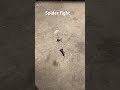 Spider fights for his life spiderman