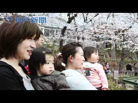 王子動物園 2010•2011ダイアリー 2011兵庫のさくら 王子動物園(神戸市灘区) - YouTube