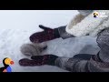 Kids Rescue Frozen Squirrel | The Dodo