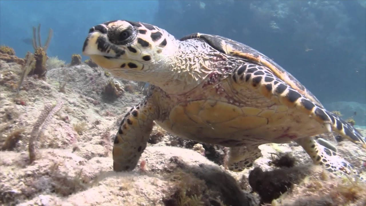 Sail Caribbean Divers - 2015