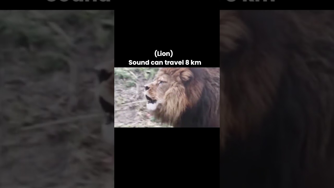 Bigcats sounds (Distance) 