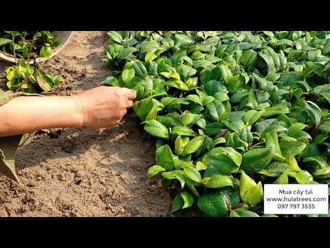 Video: Mẹo Trồng và Nhân giống Hoa Trà