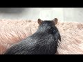 Как сделать самодельный гамак для крыс 🐀