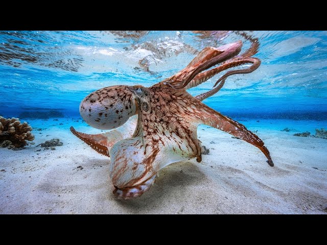 タコデック If An Octopus Could おもかっ Palm V1