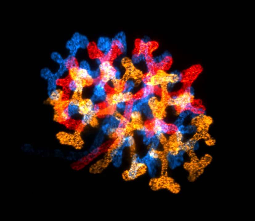 2014 Nikon Small World in Motion Competition   Honorable Mention