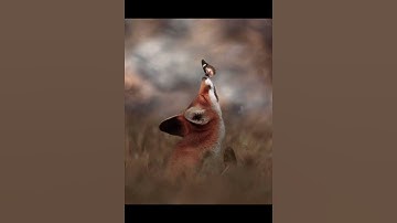 سورة الفلق بصوت جميل