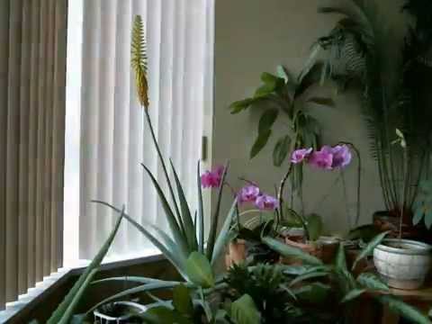 Timelapse Of Aloe Vera Flower The Dance Of The Plants Youtube