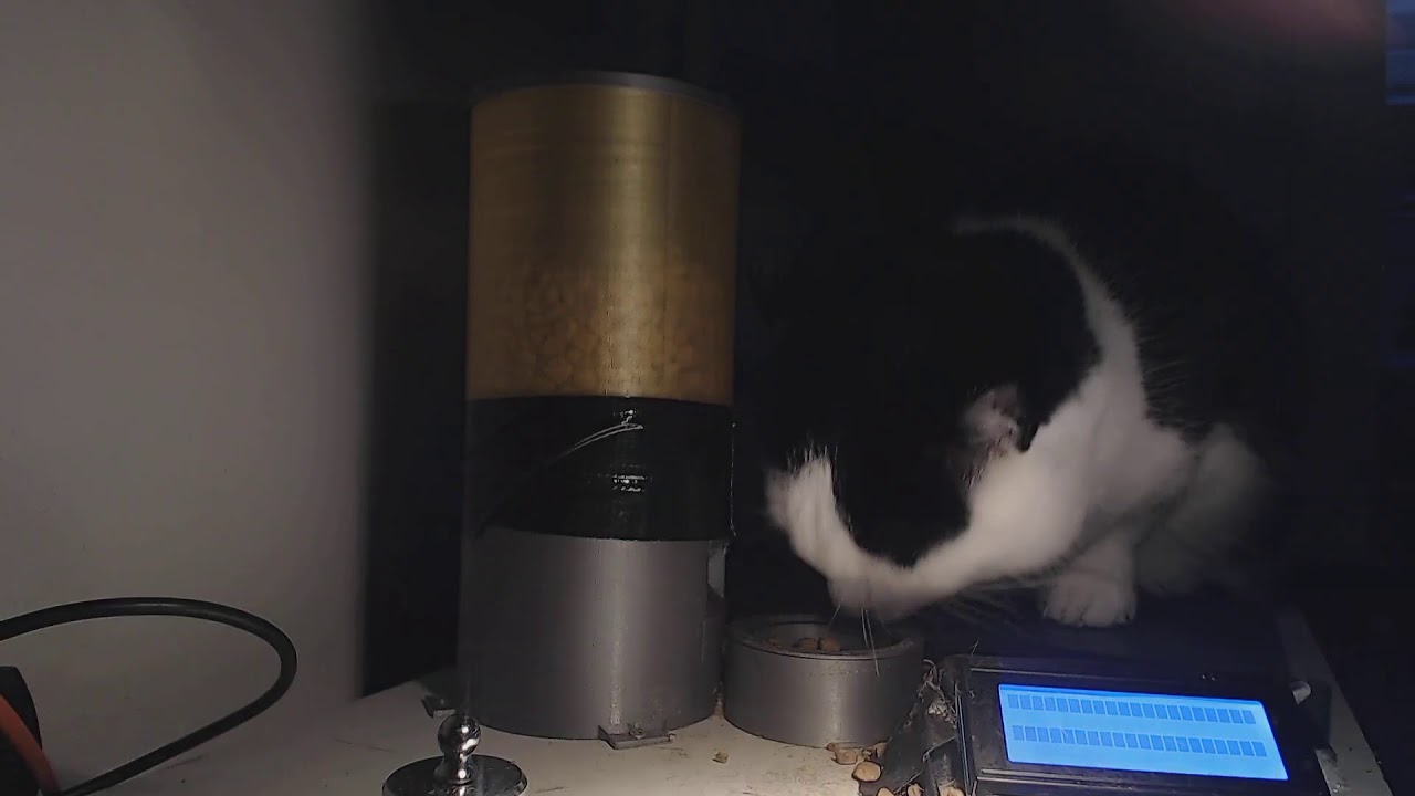 Live cat stream - YouTube