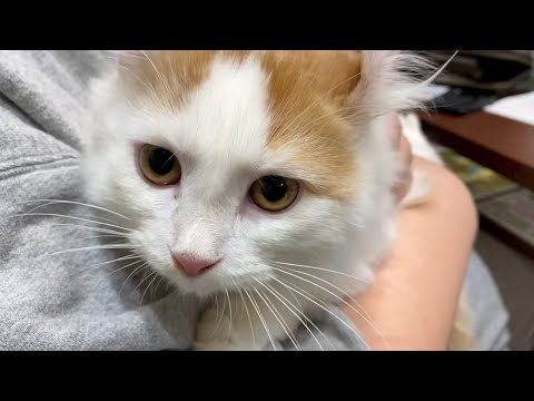 ショップで売れ残っていた病気がちの子猫をお迎えしました。
