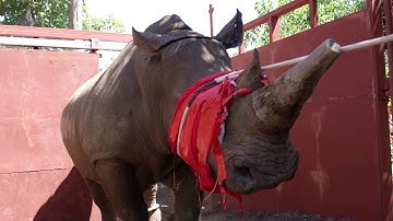 It takes a lot to save a rhino. Part 5 of 14