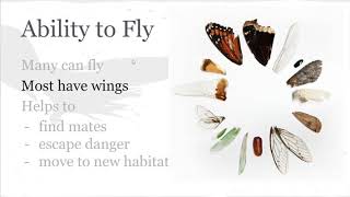 BioCh24.4 Insects - Google Slides