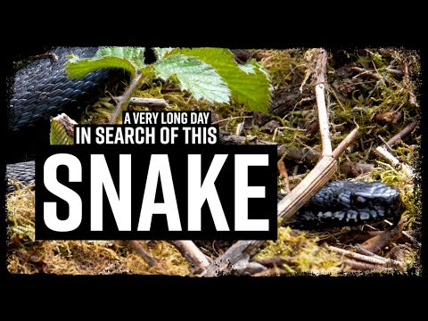 Melanistic Adder (Vipera berus) Black Adder - Herping UK