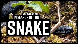 Melanistic Adder (Vipera berus) Black Adder - Herping UK