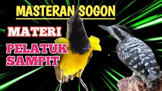 MASTERAN SOGON FULL TEMBAKAN PELATUK SAMPIT || COCOK BUAT MASTERAN SOGON BAHAN ATAU SOGON IJOAN