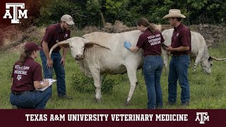 A Longhorn Visits Texas A&M Aggies! 