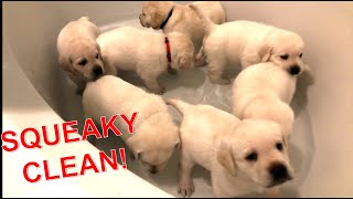Lab puppies take their first bath... Brothers and bubbles!