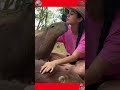 Funny Animal Clips from the Wild #shortvideo #animals #pets