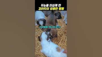 두눈을 의심케 한 강아지의 엉뚱한 행동