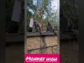 monkey angry ho gya guys are always short#monkeyshorts #trendingshorts #viralshort #funnyanimal