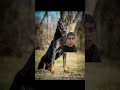 DÍA 9 HABLANDO DE PERRITOS HOY EL “Bauceron” #perros #perritos #curiosidades #bauceron