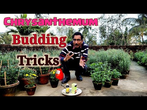 How to get Buds in Chrysanthemum. Tricks for Budding in Mums or Chrysanthemum
