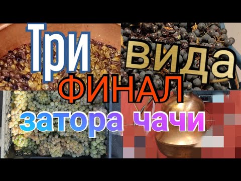 ЧаЧа,три затора в дегустации