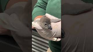 New African Penguin Chicks at the Maryland Zoo