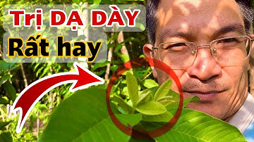 Trị DẠ DÀY rất tốt. PHAN HẢI Channel