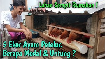 5 Ekor Ayam Petelur. Berapa Modal & Untung ?