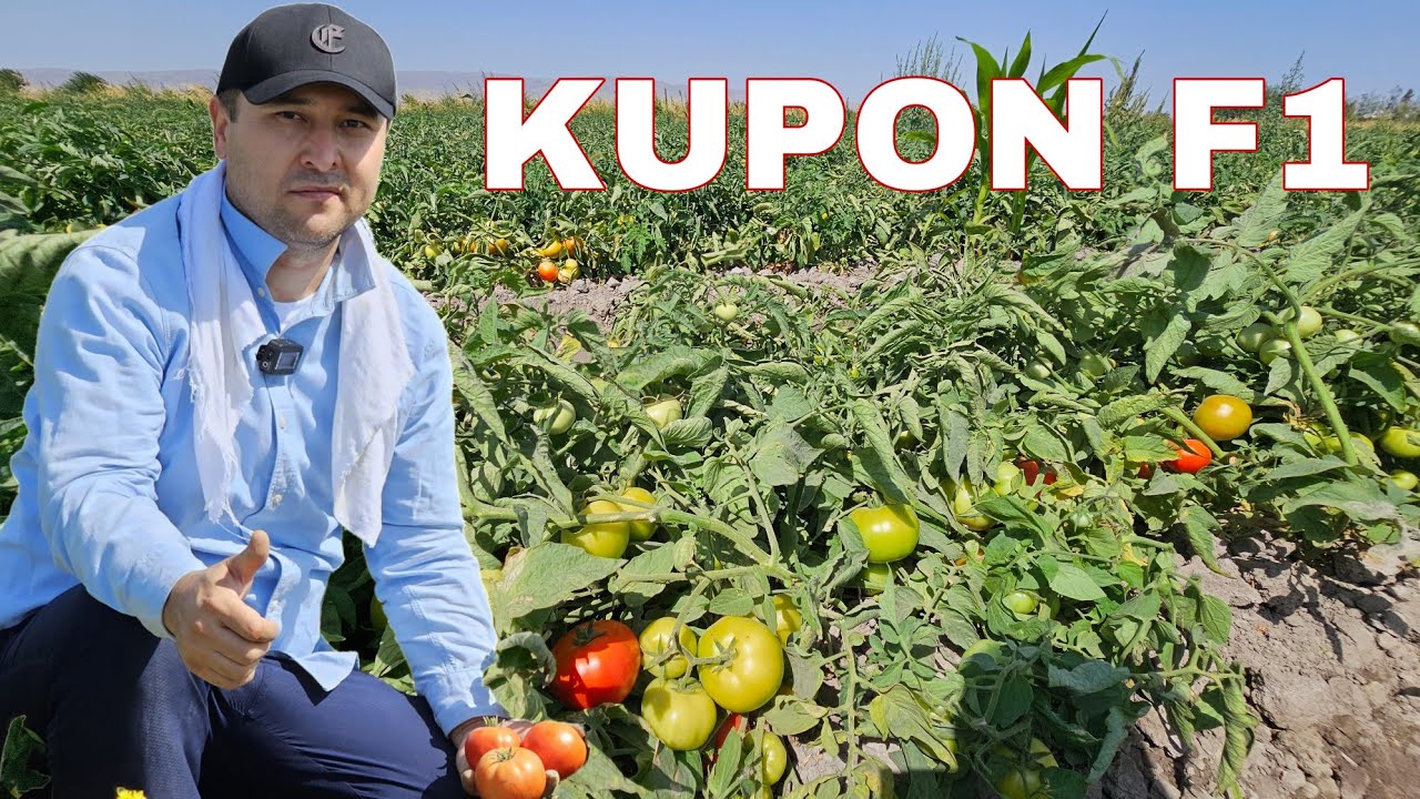 KUPON F1 🇹🇷 Янги нав 1чи терим 15 ТОННА.