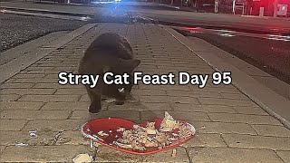 Stray Cat Feast Day 95 by SW 22 views 4 months ago 52 minutes