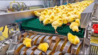 Chicken Mega Processing Plant | The Incredible Journey from Chicken Eggs to Broilers