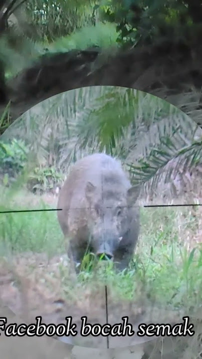 nekat 4,5 hajar raja babi hutan taring panjang