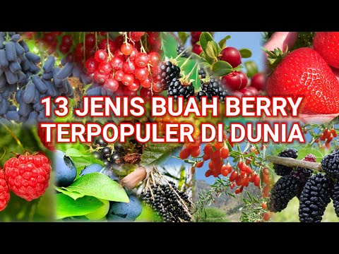 Video: Blueberry dan blueberry - apa bedanya? Perselisihan berry berry