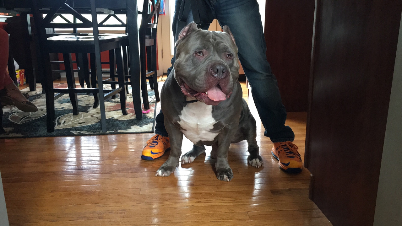 BIG SHADOW LOVES TO PLAY WITH BALLONS AND BALLS; XL PITBULL; BLUE PIT