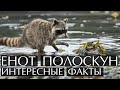 Енот полоскун -  интересные факты