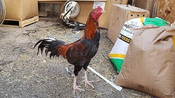 Lam nrog kuv saib kuv tsob qaib huab tais LHK.