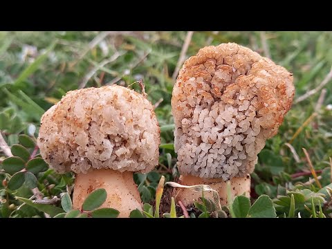 Βίντεο: Είναι σπάνιο το gyromitra esculenta;