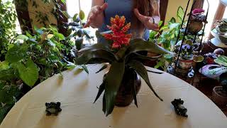 Bromeliad Indoor Care: What to Know