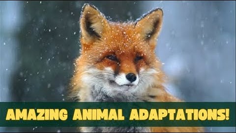 ANIMAL ADAPTATIONS I Three Main Types of Adaptation I Structural, Physiological and Behavioral