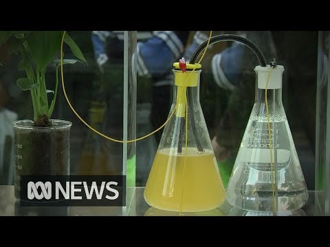 Pee power: Recharge your mobile phone with urine | ABC News