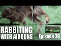 Rabbiting with Airguns  - AirHeads, episode 39