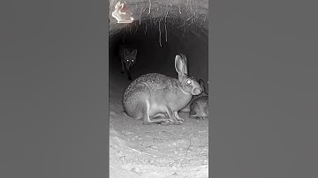 Hare vs Fox.🐰💥🦊Hare Escapes Fox!#shorts #rescue #wildlife #animals #rabbit #fox #hare