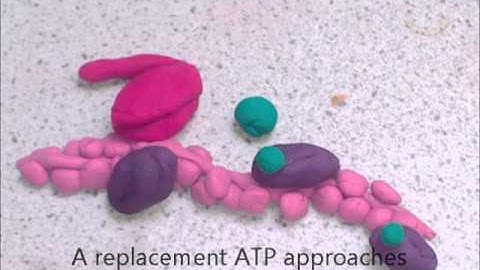 The Inner Workings of Muscle Contraction