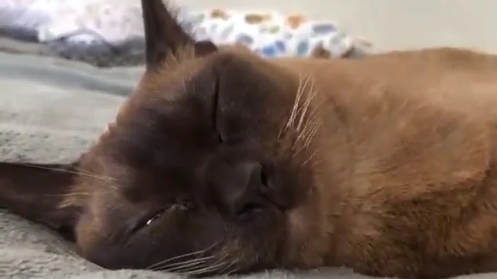 Video 11707471: cute burmese cat, cute cat show