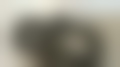 Adult Male Centralian (Bredli) Carpet Python