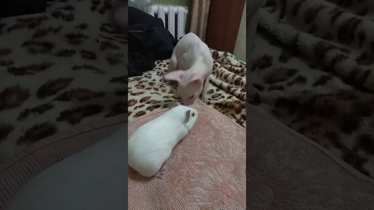 Донский сфинкс и морская свинка альбинос - YouTube