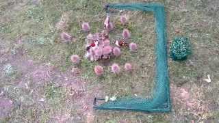 Spring Trap  Bird Trap Trampa Uccelli Trappola Piègeà oiseaux Control Aviary Vogelfalle Schlagnetz