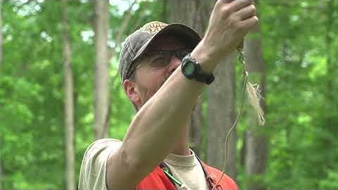 What Is A Forest Management Plan